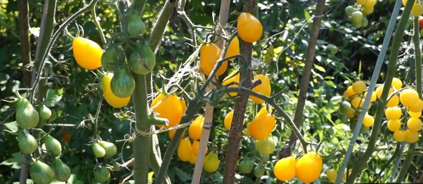Кусты томата сорта «Медовая капля»