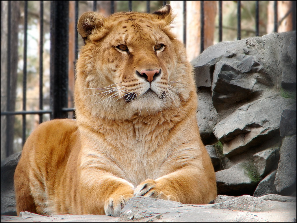 ЛИГР В ЗООПАРКЕ