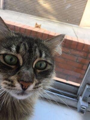 Котик тоже любит селфи!