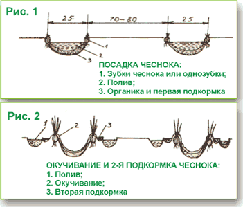 Чеснок: Посадка, подкормка и окучивание