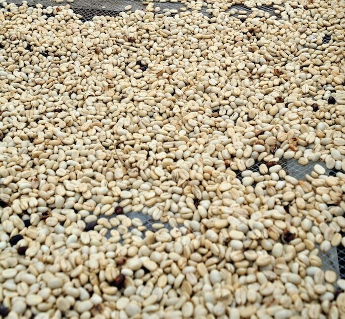 Зелёный кофе на просушке