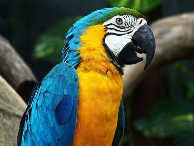 1.Попугаи являются долгожителями



Известно, что крупные попугаи живут дольше мелких. В зависимости от вида попугай может прожить от 15 до 80 лет. Так, например, волнистые попугайчики живут от 15 до 20 лет. Разноцветные попугаи ара могут прожить до 30 лет, хотя встречаются птицы 50-ти летнего возраста и старше. Известные попугаи жако живут до 50 лет, а вот рекордсменом является какаду — он может прожить до 70 лет.
