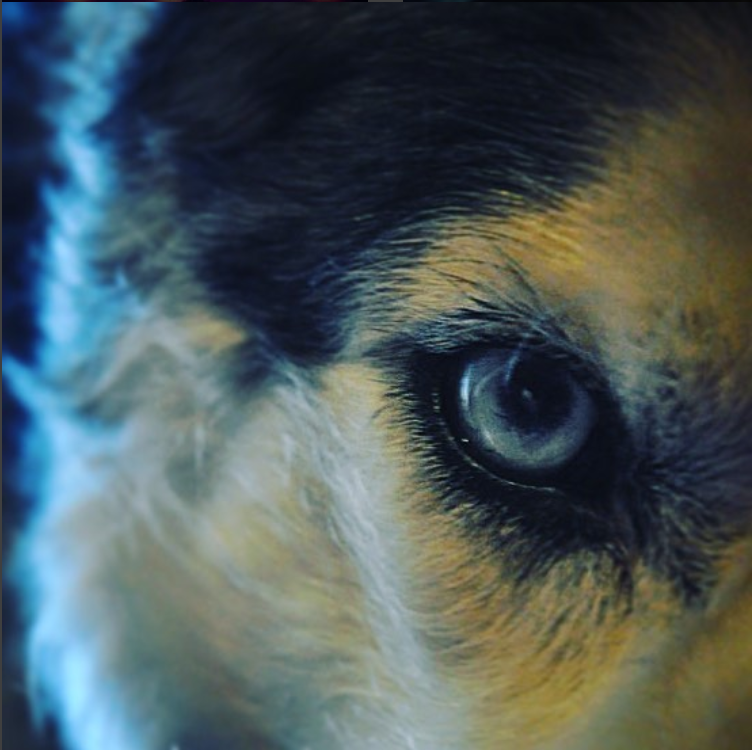 Голубой глаз сибирского хаски. Собственное фото