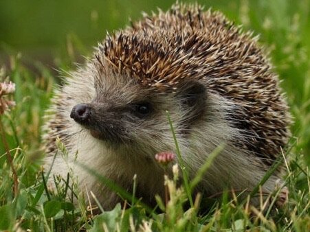 Европейский лесной ёж