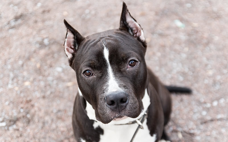 Стаффордширский терьер, на мой взгляд, одна из наименее проблемных пород в том, что касается обучения и воспитания. Фото @kinologsmirnov.ru