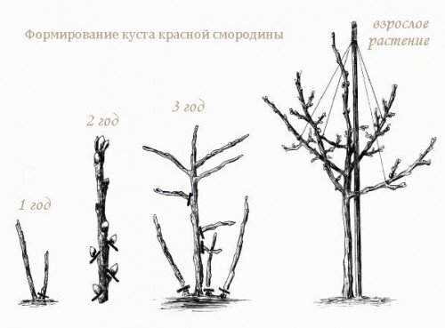 Схема формирования штамба куста смородины