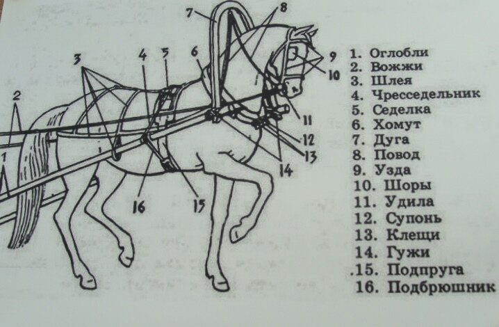 Купить упряжь для лошади | Конные упряжи в Москве