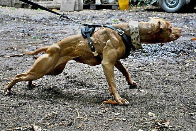 В данной статье все фото взяты из свободного доступа интернета