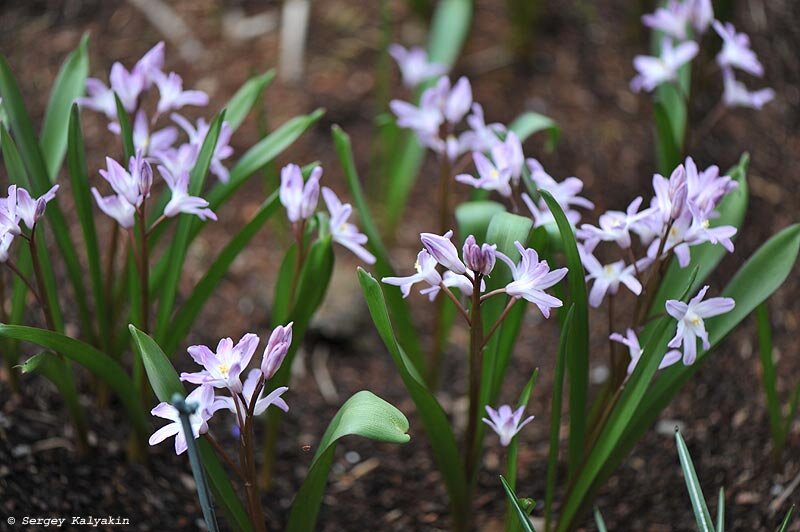 Хионодокса Pink Giant