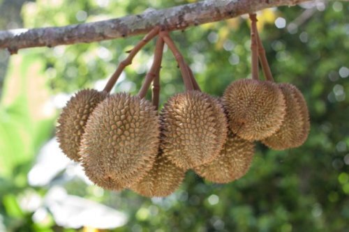  10. Афродизиатические свойства дуриана

Дуриан это фрукт из Юго-Восточной Азии, который хорошо известен по своему токсичному запаху. Он настолько дурно пахнет, что его запретили употреблять во многих общественных местах в Азии, и просто за то, что вы несёте его с собой, вас могут попросить уйти из определённой области. Однако менее известным, является давнее убеждение о том, что дурно пахнущий фрукт является мощным афродизиаком.
