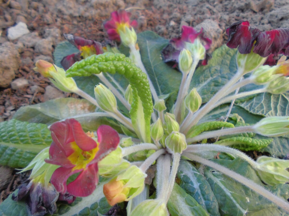 Примула. фото автора.