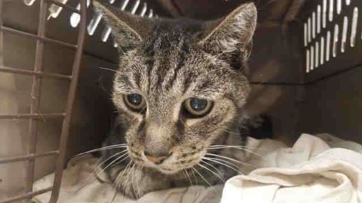 Кот Чебон. Источник фото: Яндекс-картинки