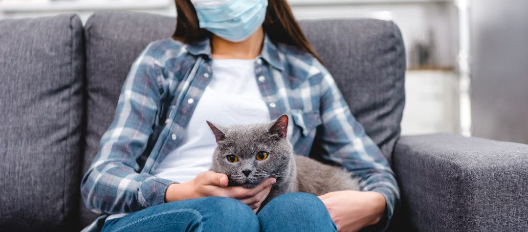 Коронавирус у кошек. Фото: depositphotos.com