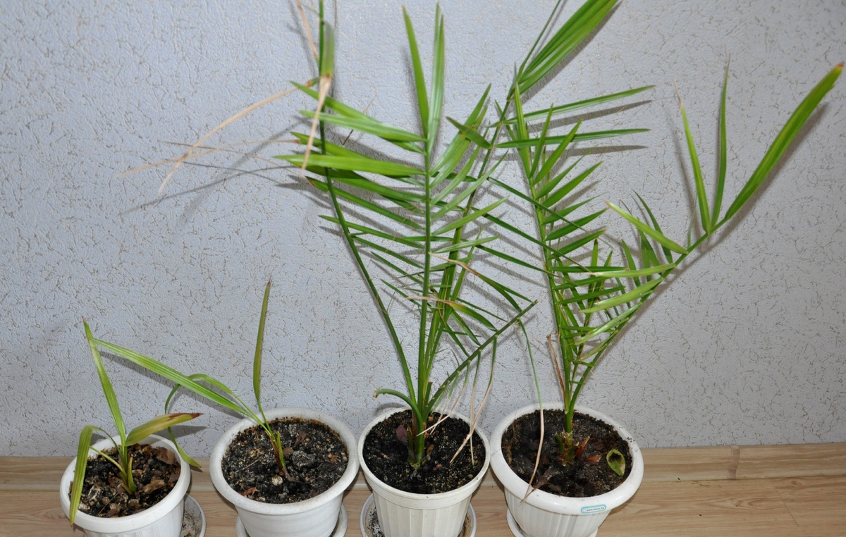 Финиковые пальмы одного возраста - 5 лет. Два слева  растения не получали достаточно солнечного света, два других, самых больших были размещены на юго-восточной стороне.