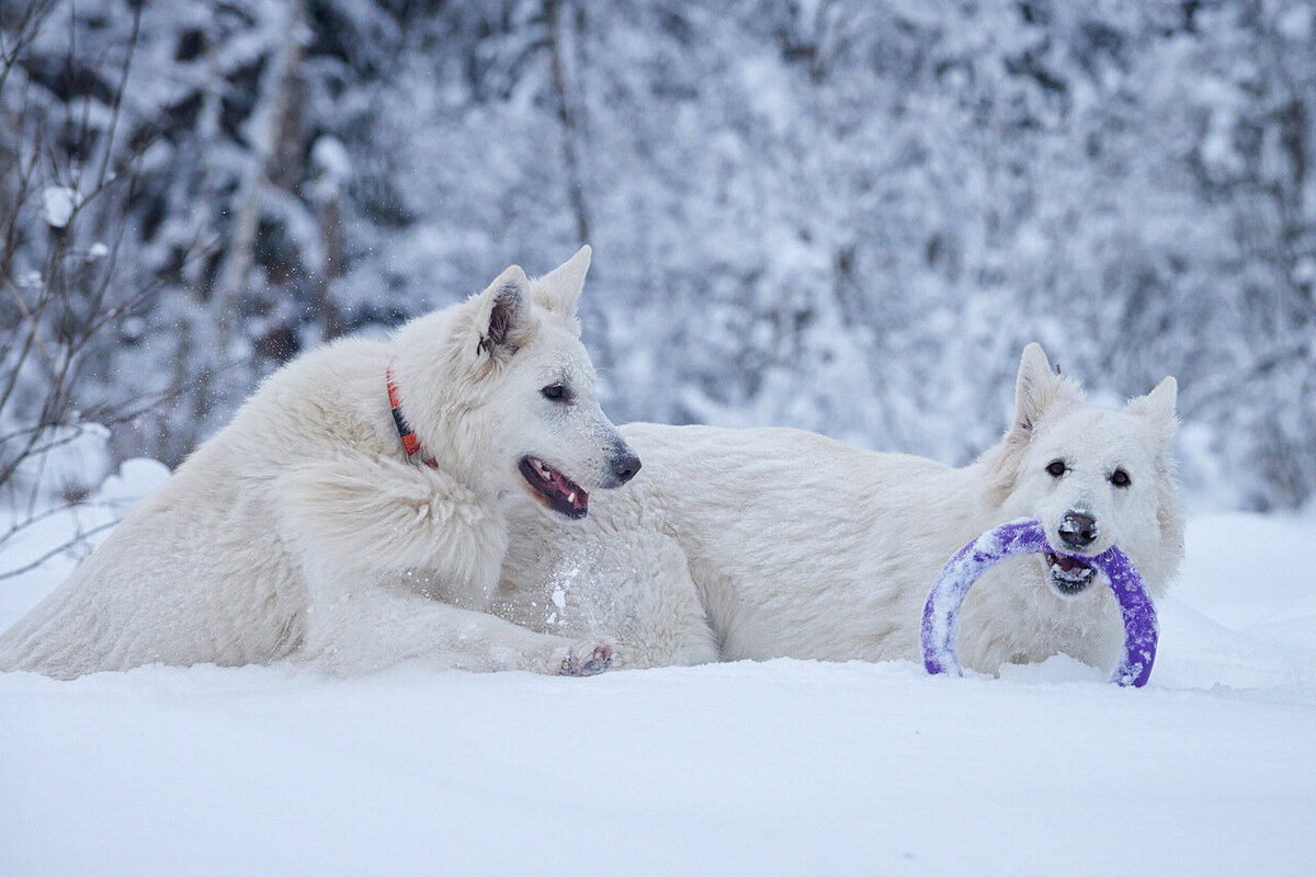 Ася и Бэйс. Фото Дины Жилинской