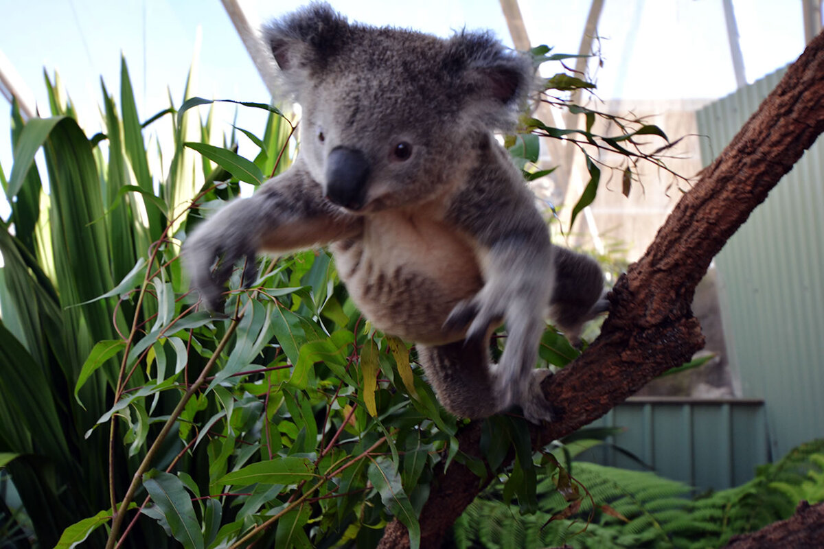 Коала дома. Мишка коала. Куала животное. Коала фото. Ленивая коала.