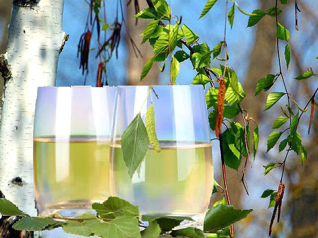 Картинка из открытых источников - Берёзовый сок