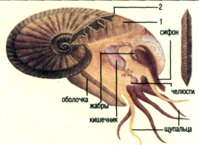 С сайта dic.academic.ru
