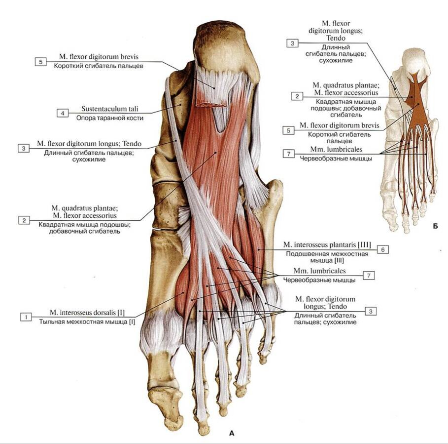 Строение стопы человека схема обозначение связок и костей и мышц и сухожилий
