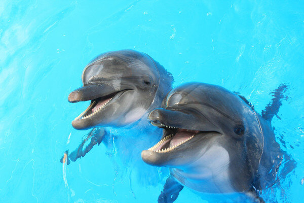 https://static6.depositphotos.com/1016729/641/i/950/depositphotos_6412135-stock-photo-dolphins-swim-in-the-pool.jpg