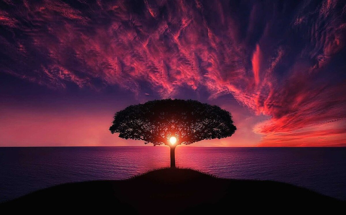 https://pixabay.com/ru/photos/дерево-закат-удивительный-красивая-736885/