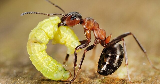 Что едят муравьи? | Тот самый мирмекипер | Дзен