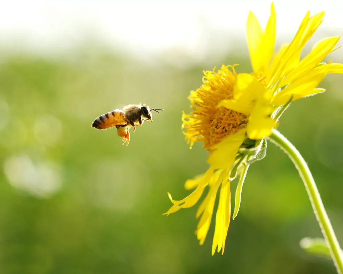 Ресурсная женщина привлекает мужчин, как цветок манит пчел 