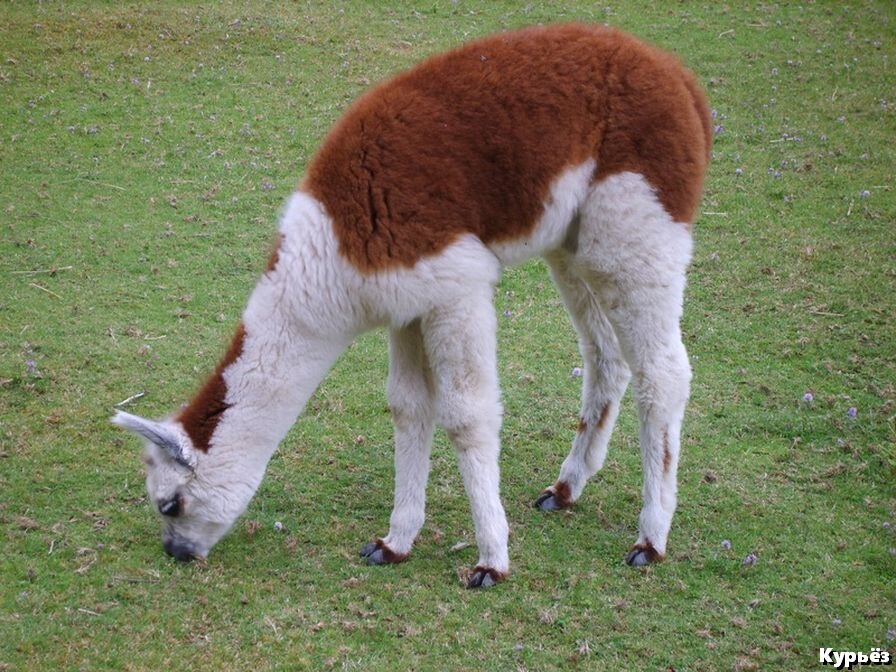 Необычное животное-Альпака                                                         (ист. изобр. https://pxhere.com/ )