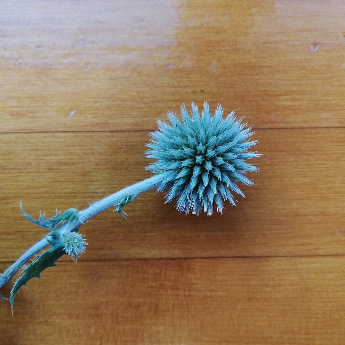 Около дома растет такой куст, с такими колючими "цветами"