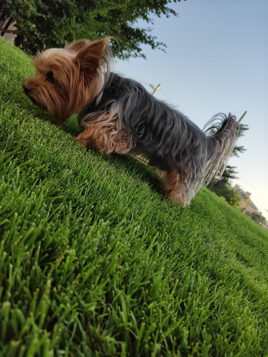 Мелкий на прогулке