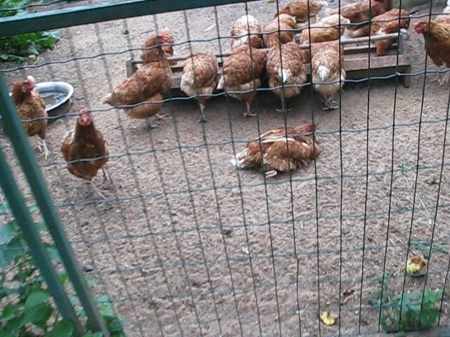 Фото. Хозяйство Воронова. Курица упала на ноги