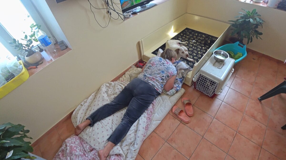 Заводчик спит рядом со щенками