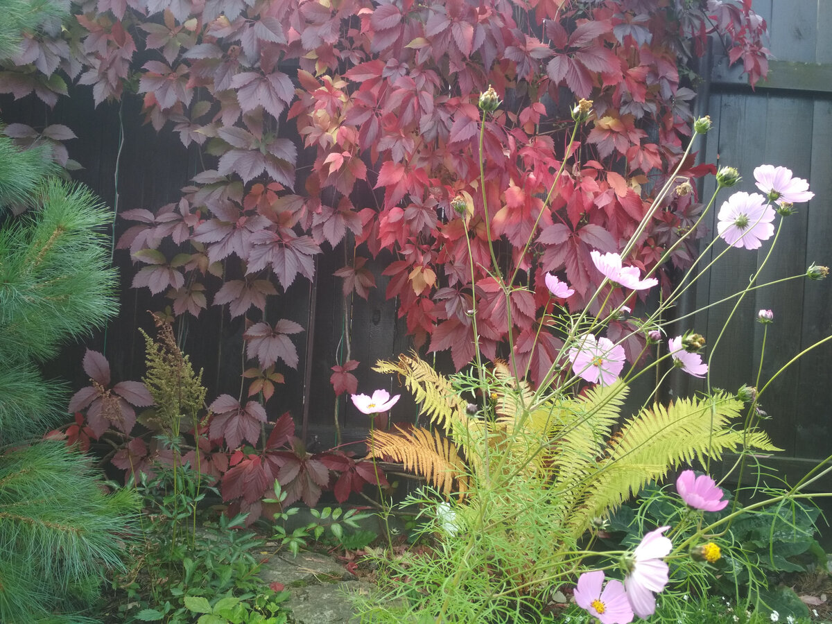 Девичий виноград