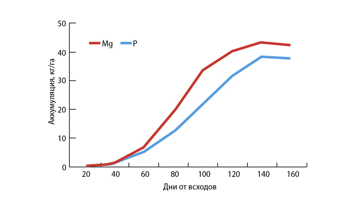 Рис. 1. Накопление Mg и Р растениями сахарной свеклы (W. Grzebisz, 2015)
