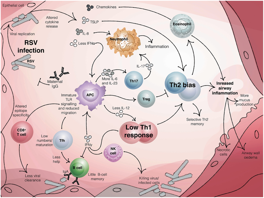 Иммунный ответ на инфекцию респираторно-синцитиальным вирусом (РСВ)