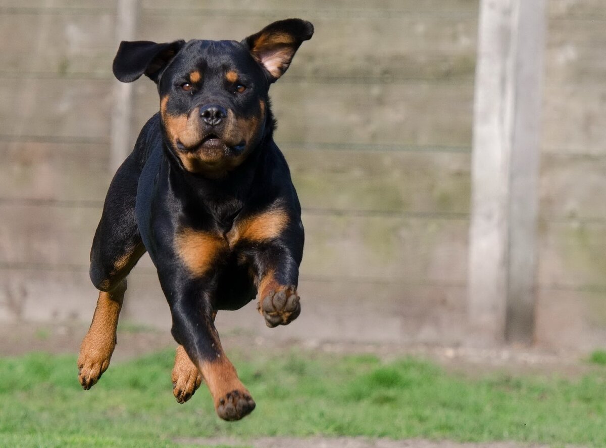 Именно так, вприпрыжку, собаки после передержки бегут обратно к хозяевам:)
