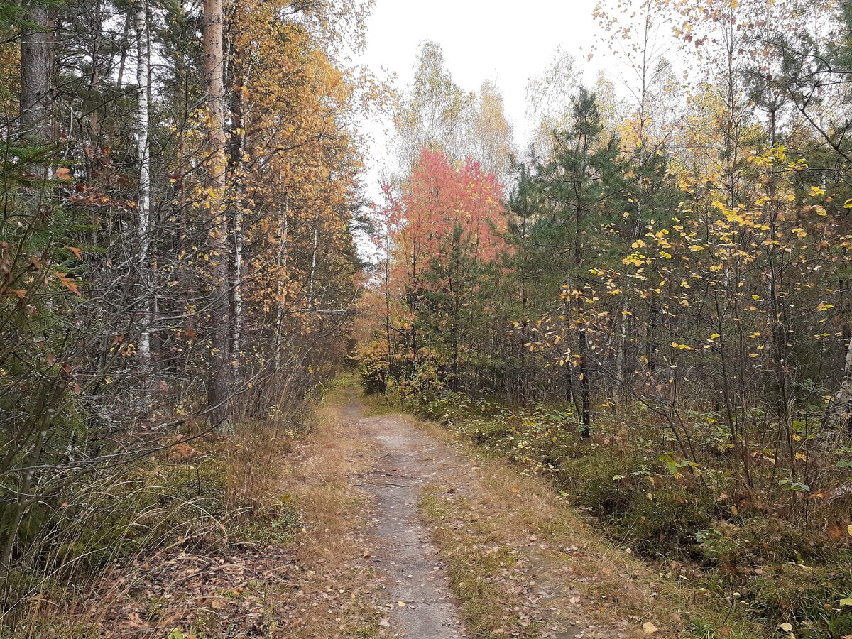 Осенний лес Московская область