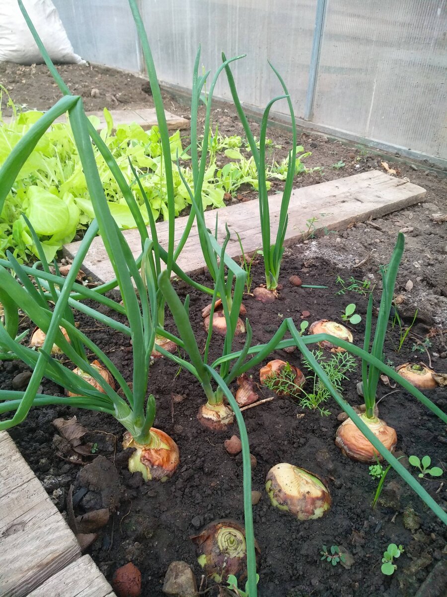 Лук природный антибиотик