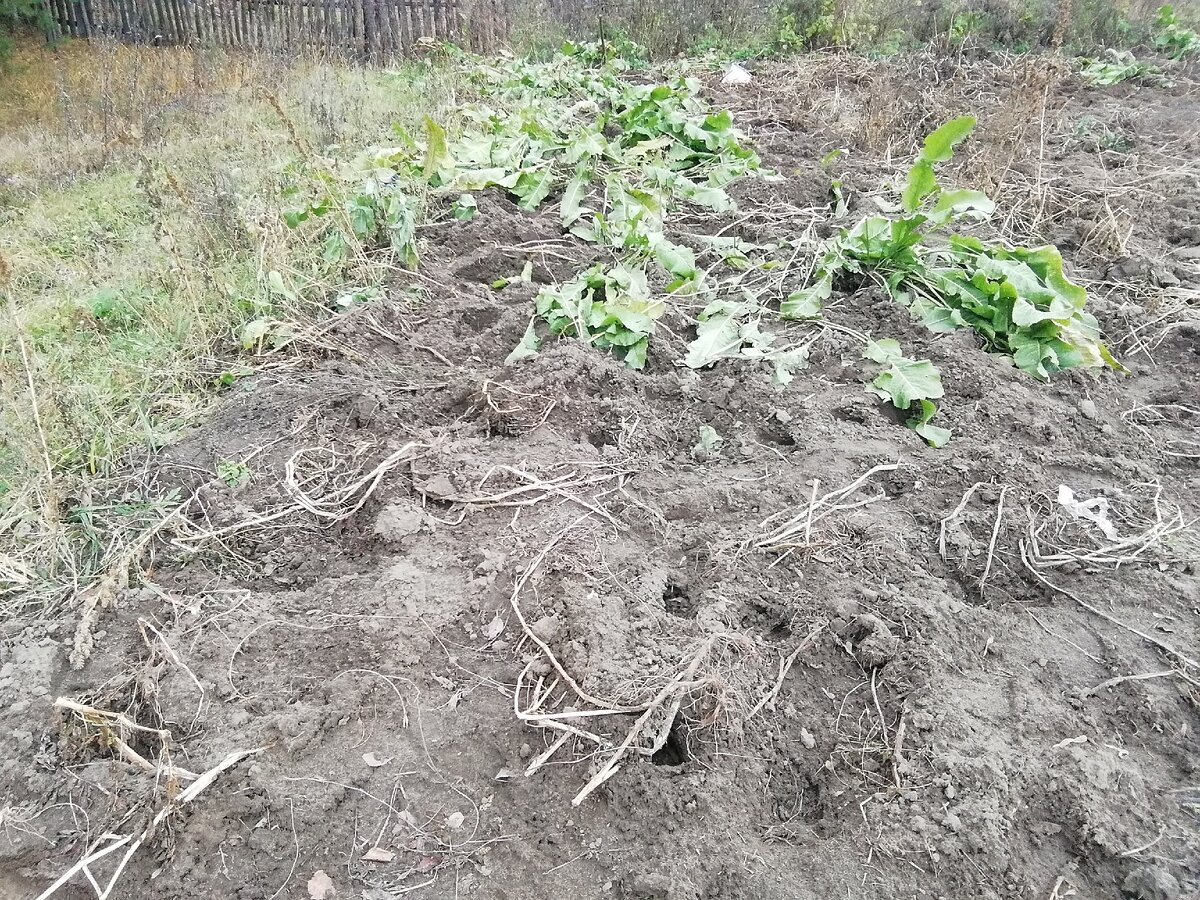 Раньше мы пытались с ним бороться, выкорчевывали. 