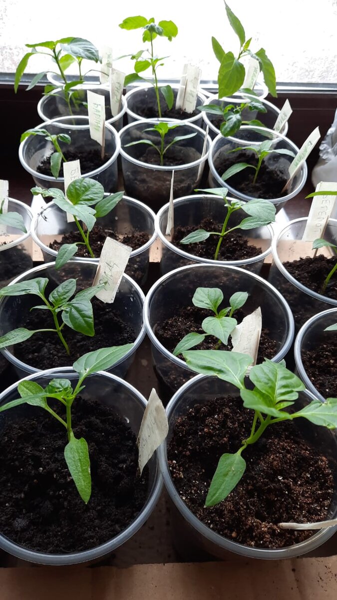 Плантации перцев на подоконнике 