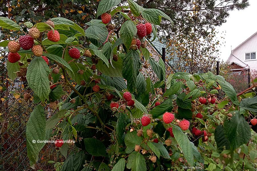 Как и когда обрезать ремонтантную малину, 2 способа + 1 идеальный