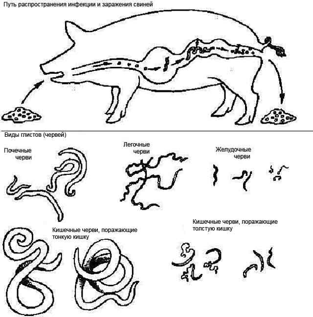 Как давать глист поросятам. Паразит гельминты свиней. Гельминтозы у свиней признаки.