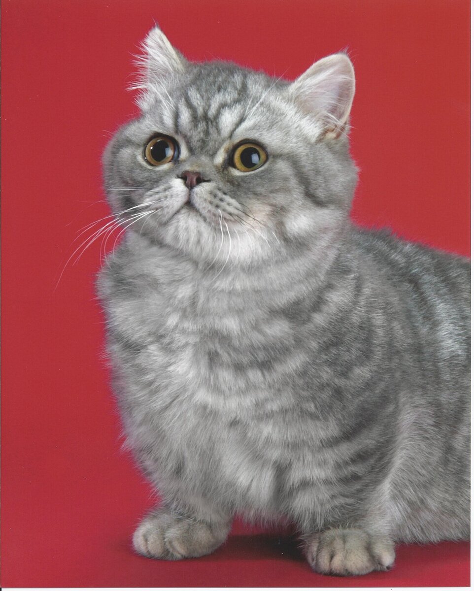 Кот породы наполеон