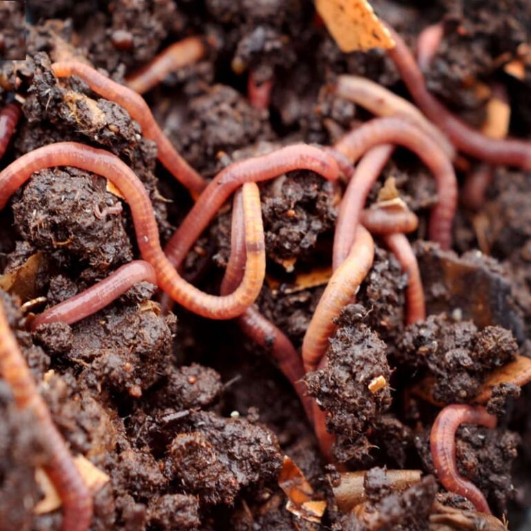 Источник: https://www.ru-dachniki.ru/?p=7155