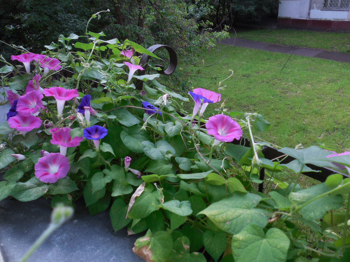 До капремонта у нас на балкончике было так. И не было проблем. И было красиво. И если из окна посмотреть, и если с улицы...