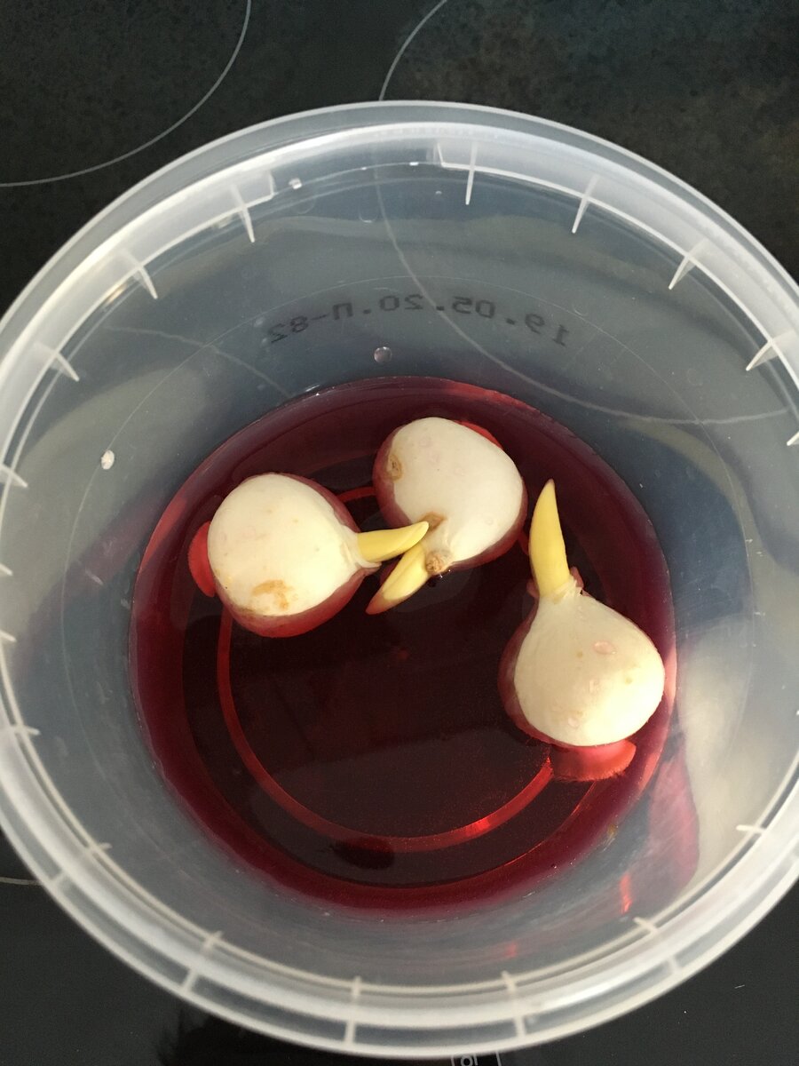 Протравливание луковиц тюльпана в растворе марганцовки