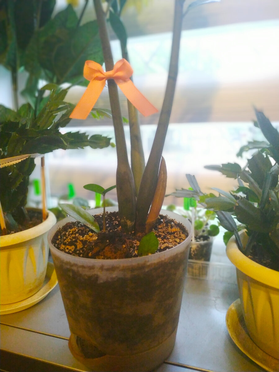 Ровно четыре недели эксперимента