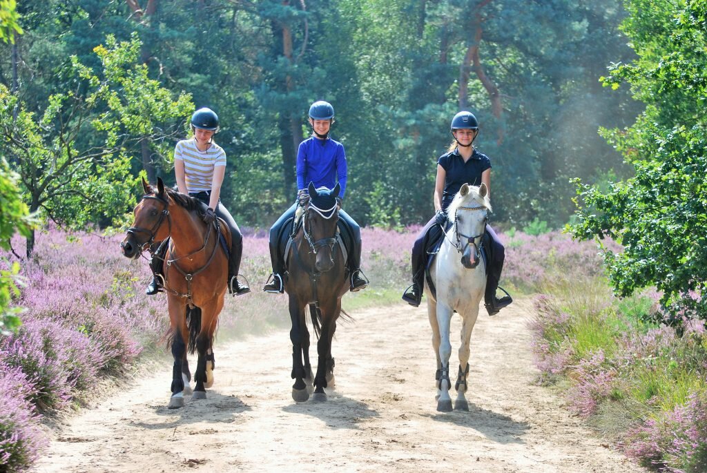 Сколько стоит заниматься конным спортом. Конный спорт для туристов. Верховая езда в Норвегии. Кейптаун верховая езда. Horse riding Tours.