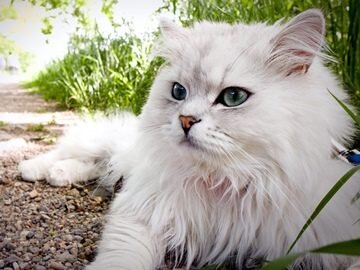 Фото из свободного доступа