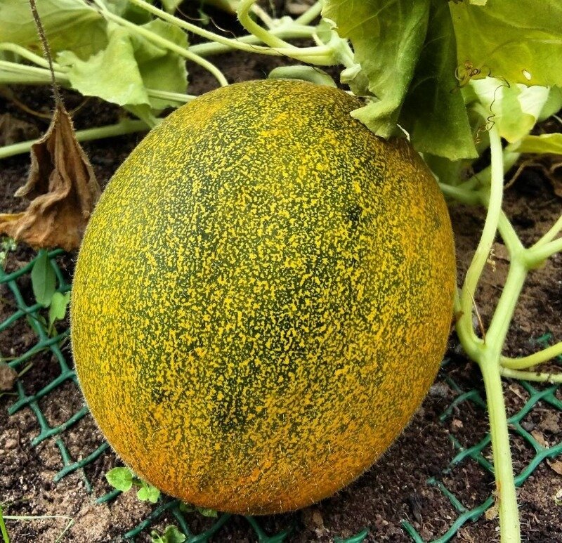 Выбор подходящего сорта дыни